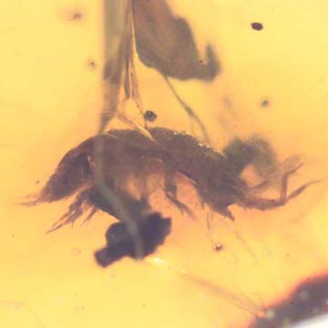 Rare Isopod In Dominican Amber Rare Isopod In Dominican Amber