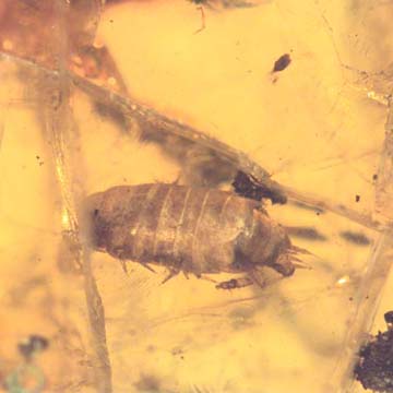 Rare Isopod In Dominican Amber
