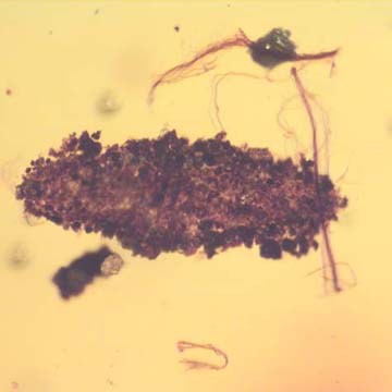 Rare Larval Case Of Tineid Moth In Dominican Amber Rare Larval Case Of Tineid Moth In Dominican Amber