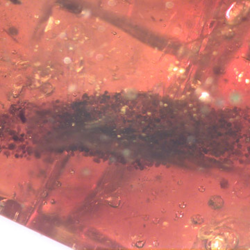 Rare Larval Case Of Tineid Moth In Dominican Amber.