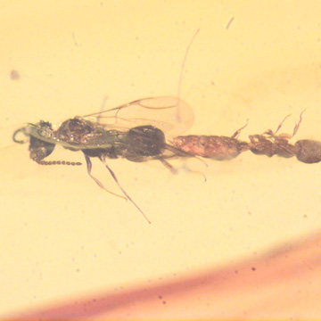 Rare Mating Bethylid Wasp And Worker Ant In Dominican Amber