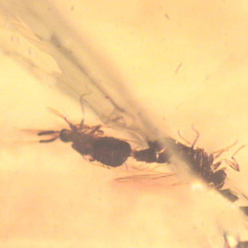 Rare Mating Black Scavenger Fly And Spider In Dominican Amber Rare Mating Black Scavenger Fly And Spider In Dominican Amber