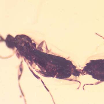 Rare Mating Black Scavenger Fly In Dominican Amber Rare Mating Black Scavenger Fly In Dominican Amber
