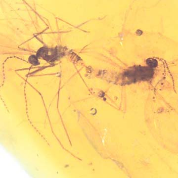Rare Mating Gall Midge In Dominican Amber