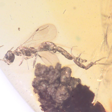 Rare Mating Wasp In Dominican Amber Rare Mating Wasp In Dominican Amber