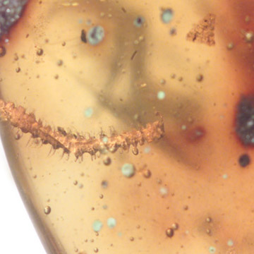 Rare Millipede And Three Eggs In Dominican Amber.