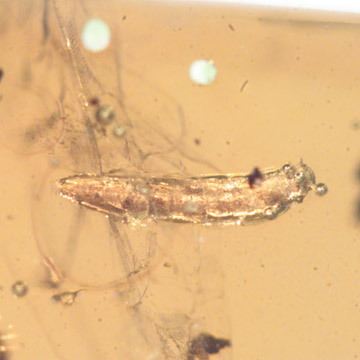 Rare Millipede And Five Eggs In Dominican Amber. Rare Millipede And Five Eggs In Dominican Amber.