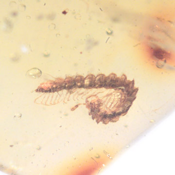 Rare Millipede And Worker Ant In Dominican Amber. Rare Millipede And Worker Ant In Dominican Amber.
