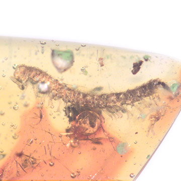 Rare Millipede And Spider In Dominican Amber. Rare Millipede And Spider In Dominican Amber.