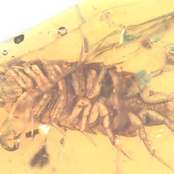 Rare Millipede And Isopod In Dominican Amber.