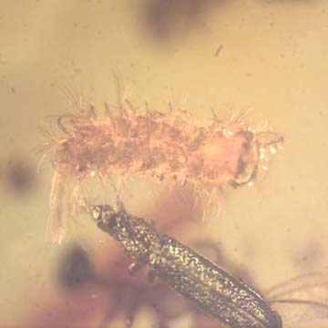 Rare Millipede And Weevil In Dominican Amber. Rare Millipede And Weevil In Dominican Amber.