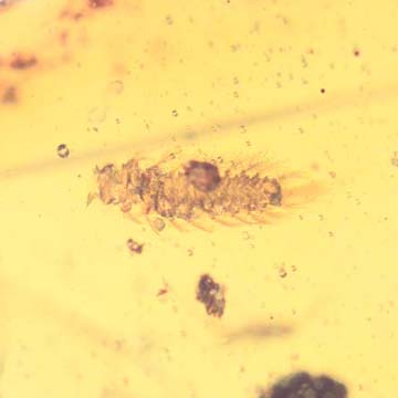 Rare Millipede And Acacia Flower In Dominican Amber. Rare Millipede And Acacia Flower In Dominican Amber.