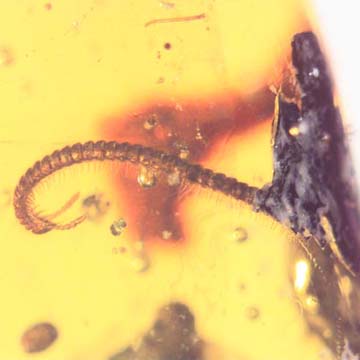 Rare Millipede And Fungus Gnat With One Egg In Dominican Amber.