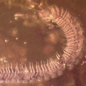 Rare Millipede, Mold And Botanical In Dominican Amber.