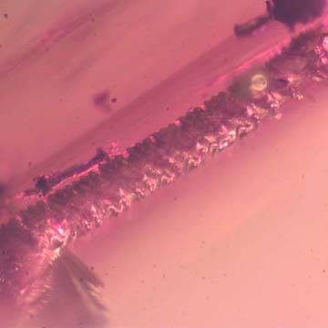 Rare Millipede And Two Worker Ants In Dominican Amber. Rare Millipede And Two Worker Ants In Dominican Amber.