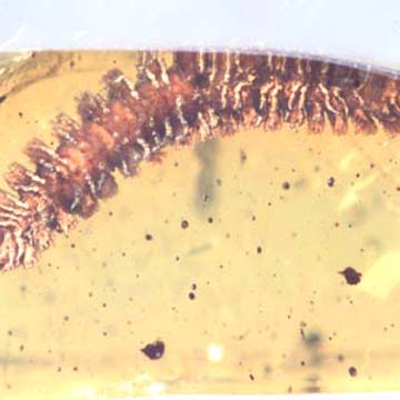 Rare Millipede In Dominican Amber.