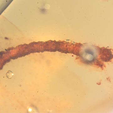Rare Millipede In Dominican Amber. Rare Millipede In Dominican Amber.