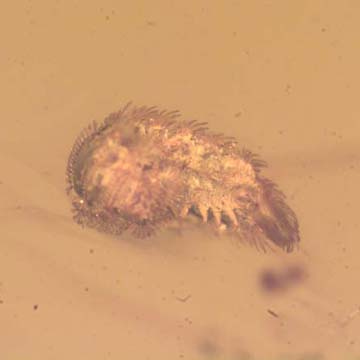 Rare Millipede In Dominican Amber.