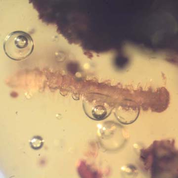 Rare Millipede In Dominican Amber. Rare Millipede In Dominican Amber.
