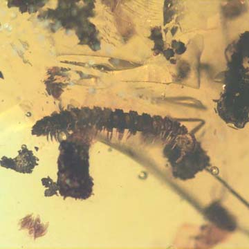 Rare Millipede In Dominican Amber.