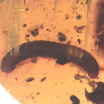 Rare Millipede In Dominican Amber. Rare Millipede In Dominican Amber.