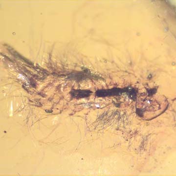 Rare Millipede In Dominican Amber. Rare Millipede In Dominican Amber.