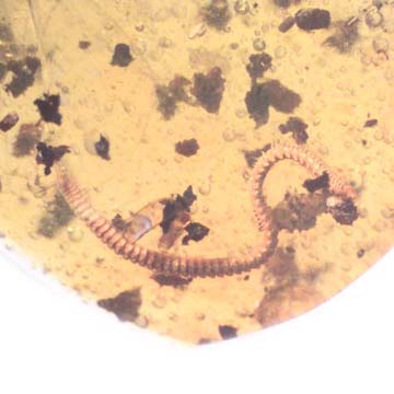Rare Millipede In Dominican Amber. Rare Millipede In Dominican Amber.