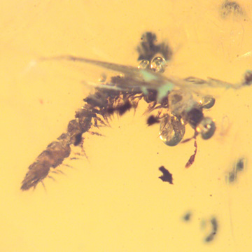 Rare Millipede In Dominican Amber Rare Millipede In Dominican Amber