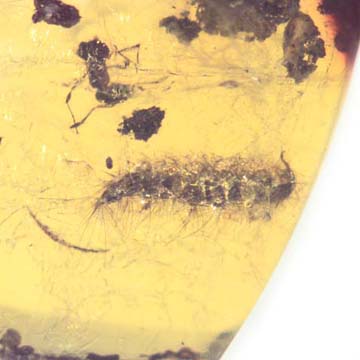 Rare Millipede In Dominican Amber Rare Millipede In Dominican Amber