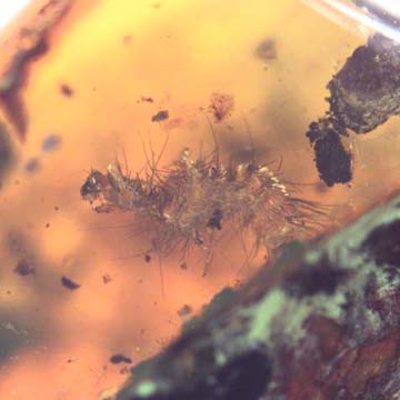 Rare Millipede In Dominican Amber Rare Millipede In Dominican Amber