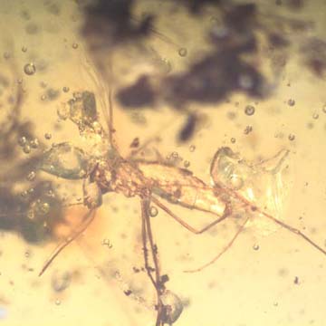 Rare Mosquito In Dominican Amber Rare Mosquito In Dominican Amber