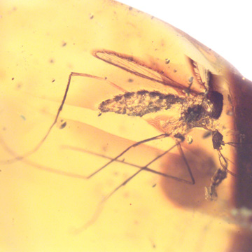 Rare Mosquito In Dominican Amber Rare Mosquito In Dominican Amber