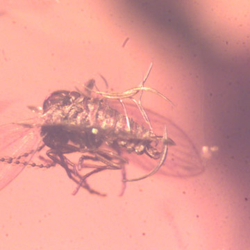 Rare Moth Fly With Six Nematode Riding On It In Dominican Amber