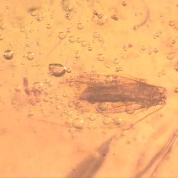 Rare Larval Case Of Tineid Moth In Dominican Amber Rare Larval Case Of Tineid Moth In Dominican Amber