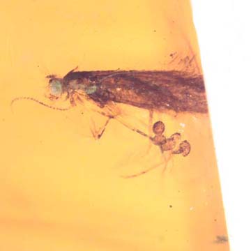 Rare Moth With Five Eggs In Dominican Amber.