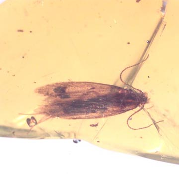 Rare Moth With Eggs In Dominican Amber.