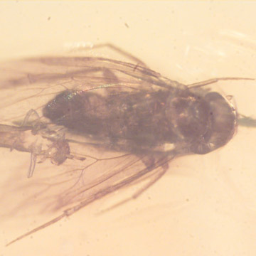 Rare Moth With Elongate Springtail On Its Wing In Dominican Amber. Rare Moth With Elongate Springtail On Its Wing In Dominican Amber.