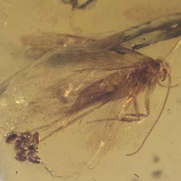 Rare Moth With 8 Eggs In Dominican Amber.