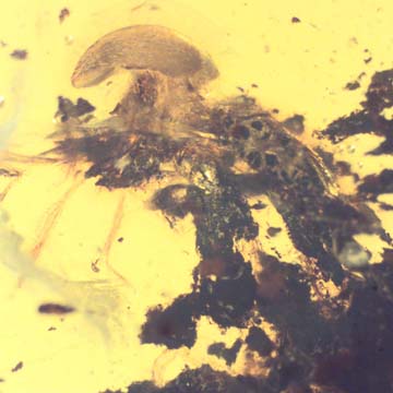 Rare Mushroom In Dominican Amber