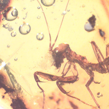 Rare Praying Mantis In Dominican Amber Rare Praying Mantis In Dominican Amber