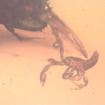 Rare Pseudoscorpion On The Abdomen Of Bark Beetle In Dominican Amber. Rare Pseudoscorpion On The Abdomen Of Bark Beetle In Dominican Amber.