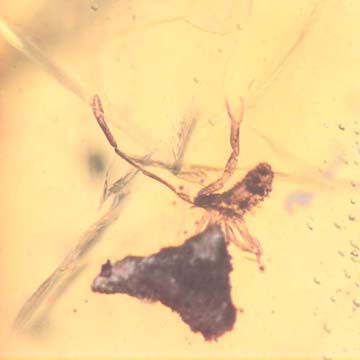 Rare Pseudoscorpion And Mammal Hair In Dominican Amber Rare Pseudoscorpion And Mammal Hair In Dominican Amber