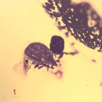 Rare Pseudoscorpion In Dominican Amber.