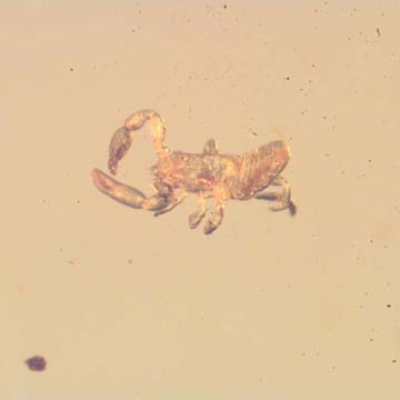 Rare Pseudoscorpion In Dominican Amber. Rare Pseudoscorpion In Dominican Amber.