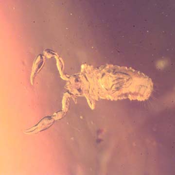 Rare Pseudoscorpion In Dominican Amber. Rare Pseudoscorpion In Dominican Amber.