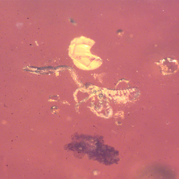 Rare Pseudoscorpion In Dominican Amber Rare Pseudoscorpion In Dominican Amber