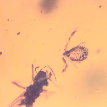 Rare Pseudoscorpion In Dominican Amber Rare Pseudoscorpion In Dominican Amber