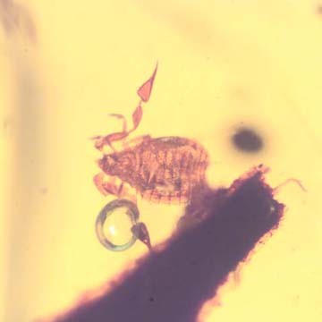 Rare Pseudoscorpion In Dominican Amber.