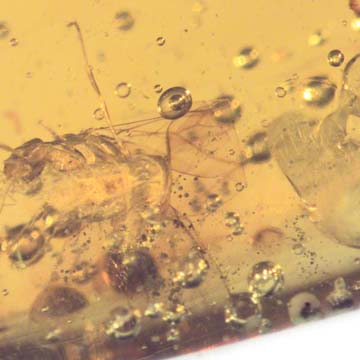 Rare Queen Ant In Dominican Amber Rare Queen Ant In Dominican Amber