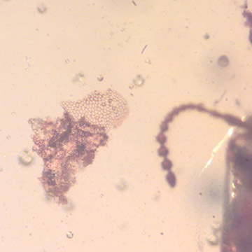 Rare Reptile Skin And Snail In Dominican Amber